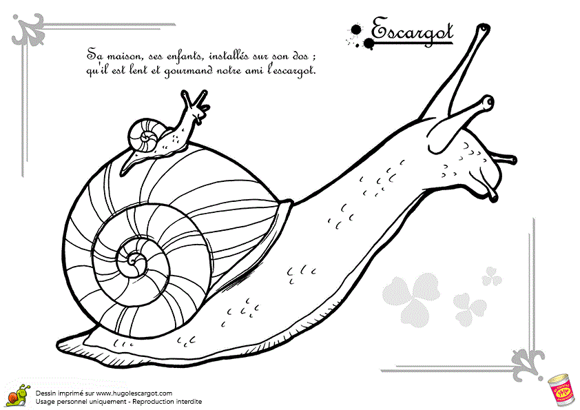 petites-betes-escargot-11246